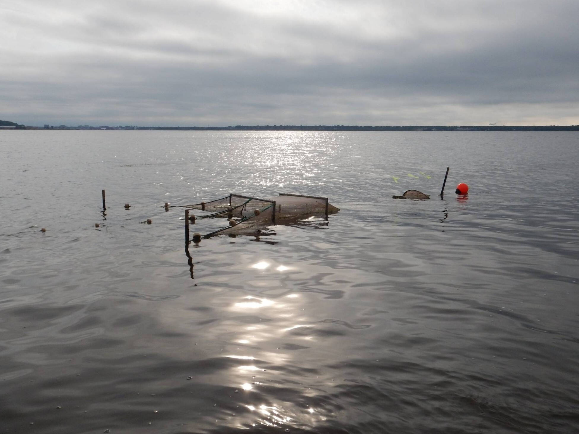 A fyke net is shown set up in a lake to capture fish.